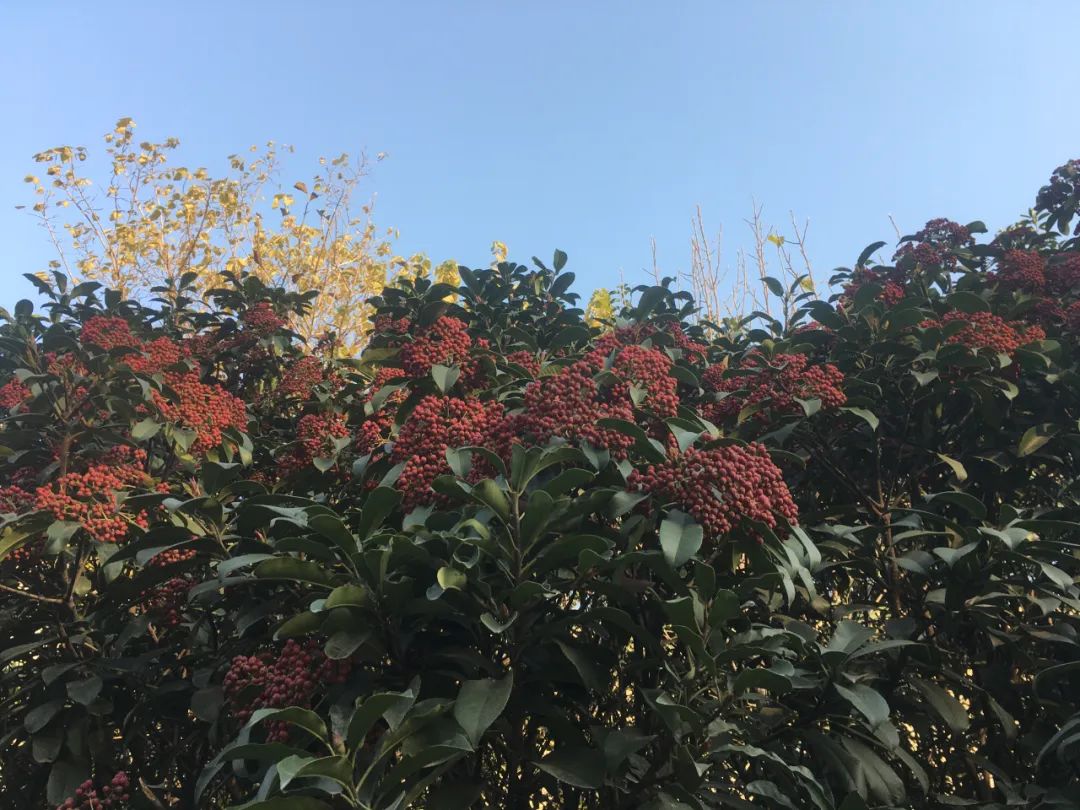 石楠花很臭为什么满大街都种呢,石楠花那么臭为什么要种那么多