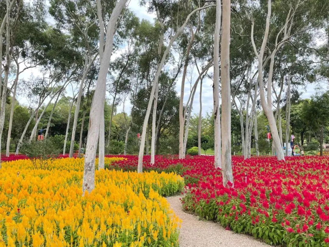 2019年厦门秋游,厦门高中秋游