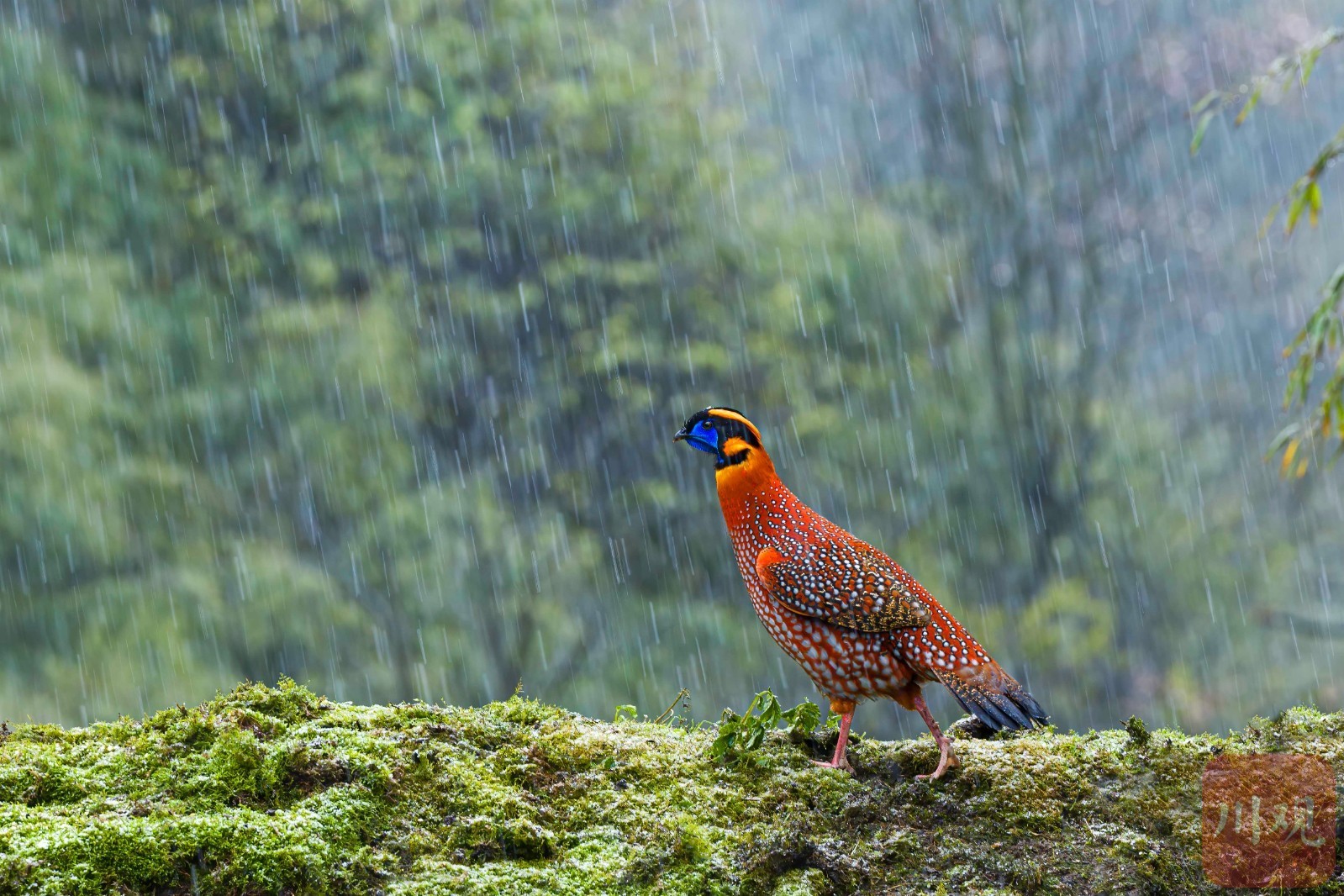 宜宾市屏山——鸟踏春色