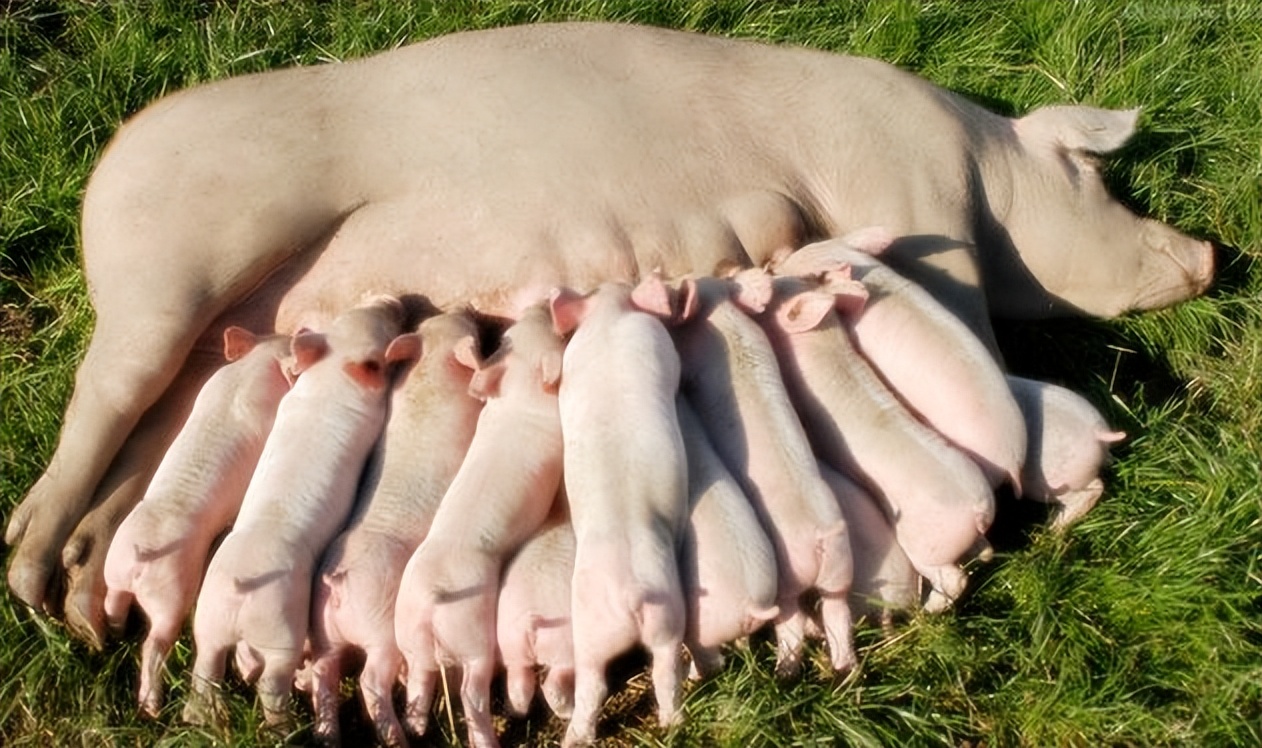 母猪早产4天正常吗,母猪早产十天有奶水吗