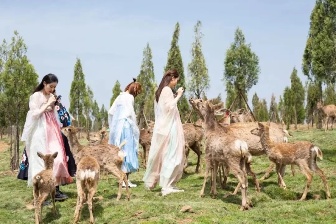 半价门票,景区免票半价