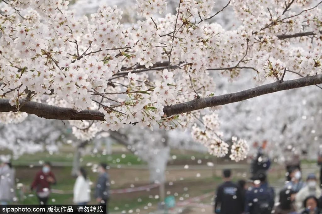 不负春光解锁春日美景打卡点,不负春光解锁春日美景攻略