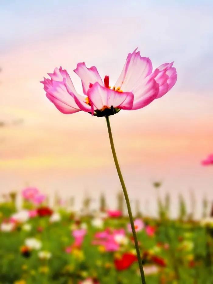 最漂亮迷人的格桑花盛开在绿草上,初冬的格桑花依然娇艳