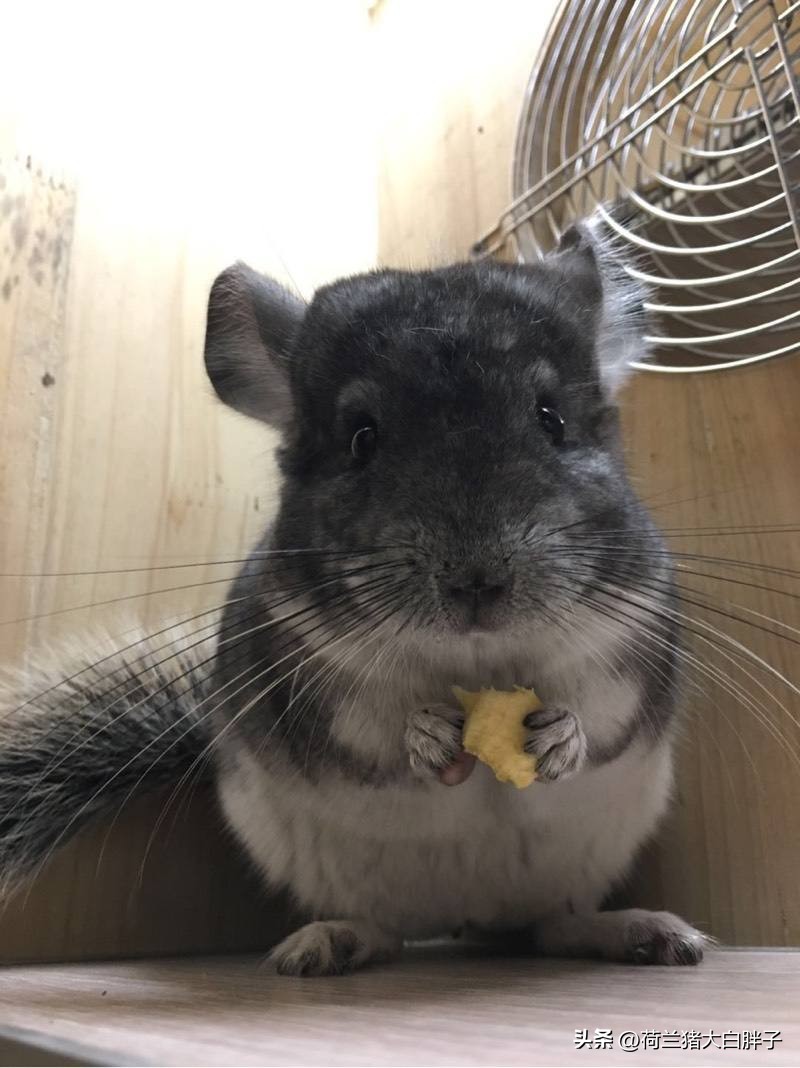 龙猫寿命最长是多少年,银斑龙猫的寿命是多长