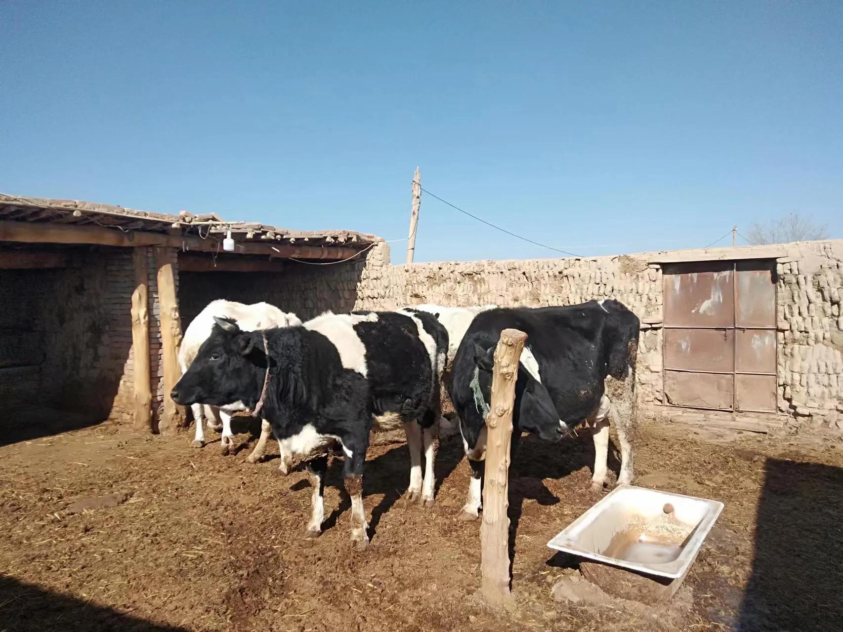 奶牛怎么养才产好牛奶,怎样做好奶牛的饲养管理