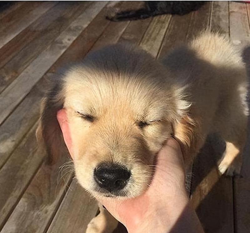 摸狗下巴笑得呲牙的狗狗,抚摸狗狗脑袋它是怎么想的