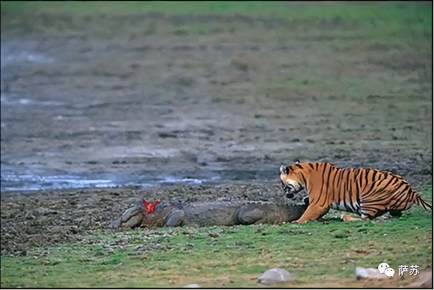 韩愈是怎么赶走鳄鱼的,韩愈写给鳄鱼的话