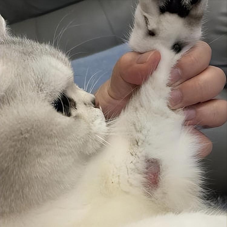 猫咪4月份掉毛严重怎么办,哺乳期猫咪毛发粗糙