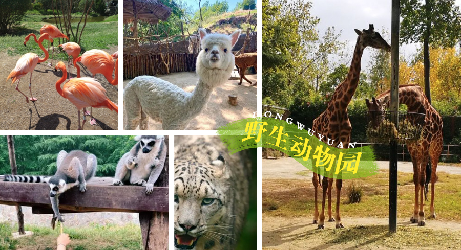 青岛遛娃推荐一定要去的十个地方,青岛石老人浴场到青岛海底世界