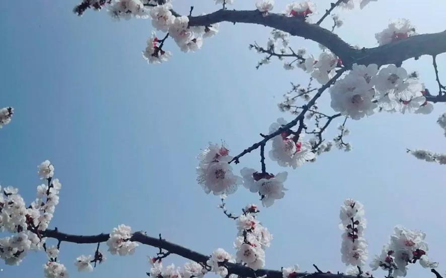 画堂春东风吹柳日初长秦观,秦观画堂春落红铺径水平池