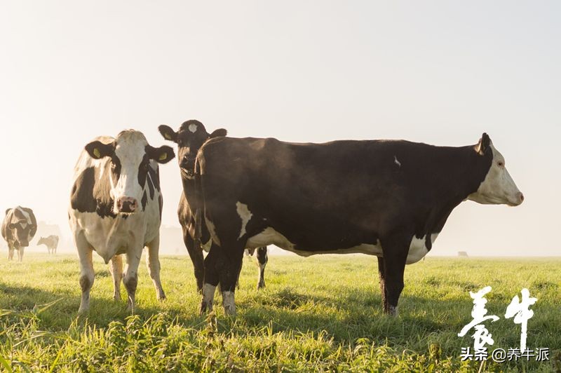 奶牛子宫炎的防治方法,奶牛子宫炎最好的治疗方法