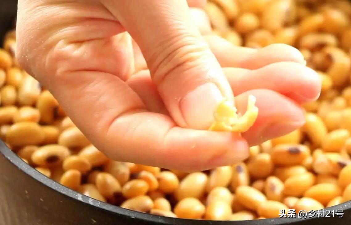 自制的黄豆肥使用方法,黄豆发酵液体肥效果