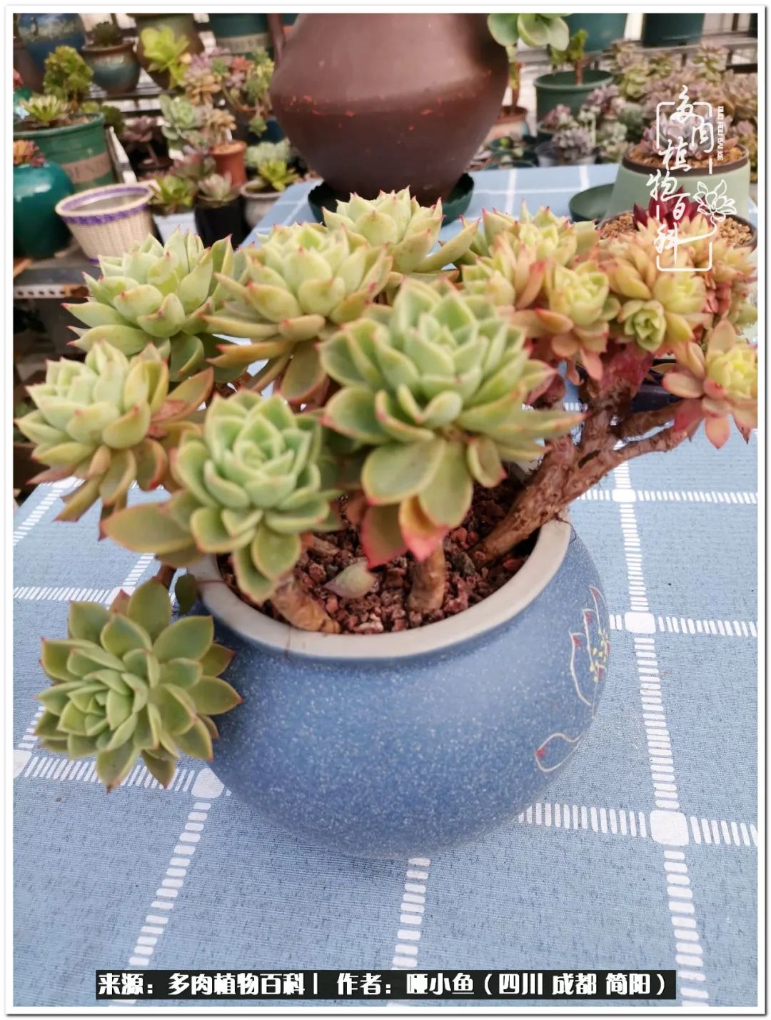 看世间繁华品一生,看世间繁华品人生美味