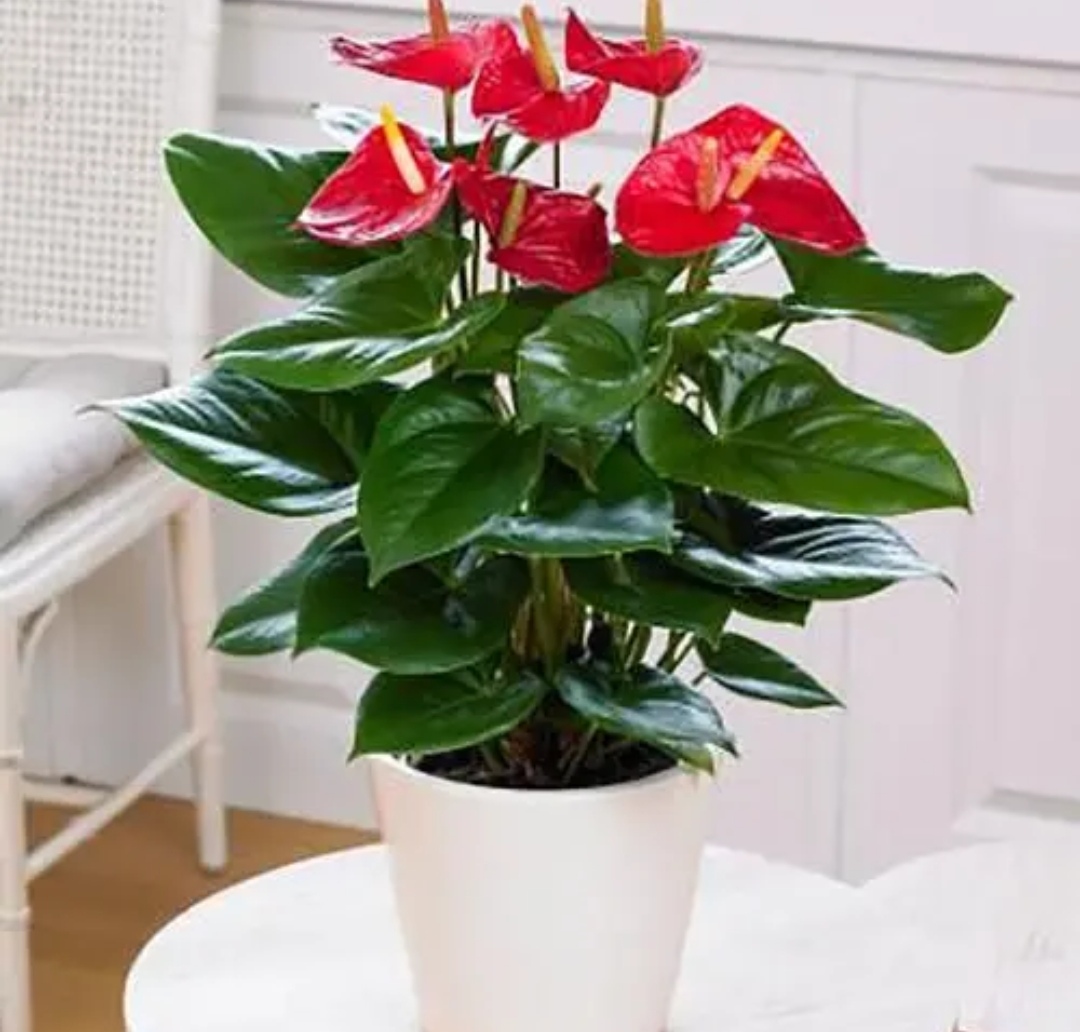 适合室内养的花卉净化空气图片,在家养什么花开花香又好看