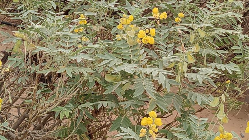 迪拜适合养什么植物,迪拜常见花草