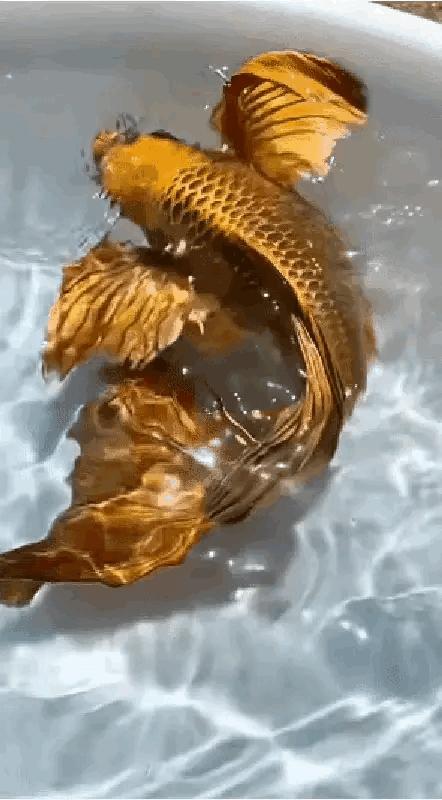 浙江男子市场买鱼，却偶遇“黄金龙凤锦”，身披黄金甲、仿若天龙