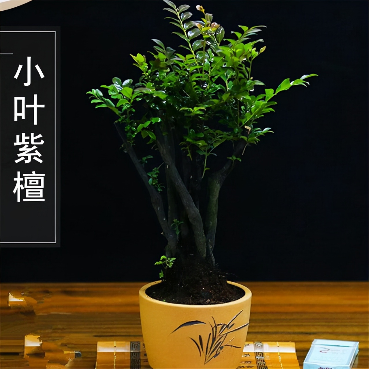 小叶紫檀盆景放客厅好吗,黄杨与小叶紫檀哪个值得客厅里养