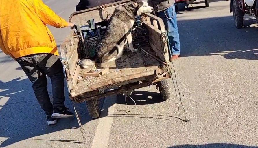 哈士奇遇到狗贩子不敢动,哈士奇被狗贩子带走