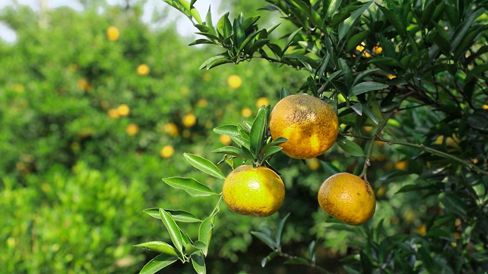 陈皮为什么越久越香越好,陈皮哪一种最香