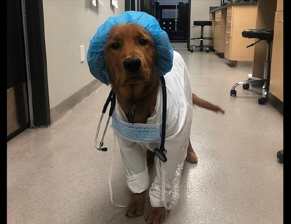 狗狗肚子有虫会传给人吗,狗狗肚子有虫会不会晚上不睡觉