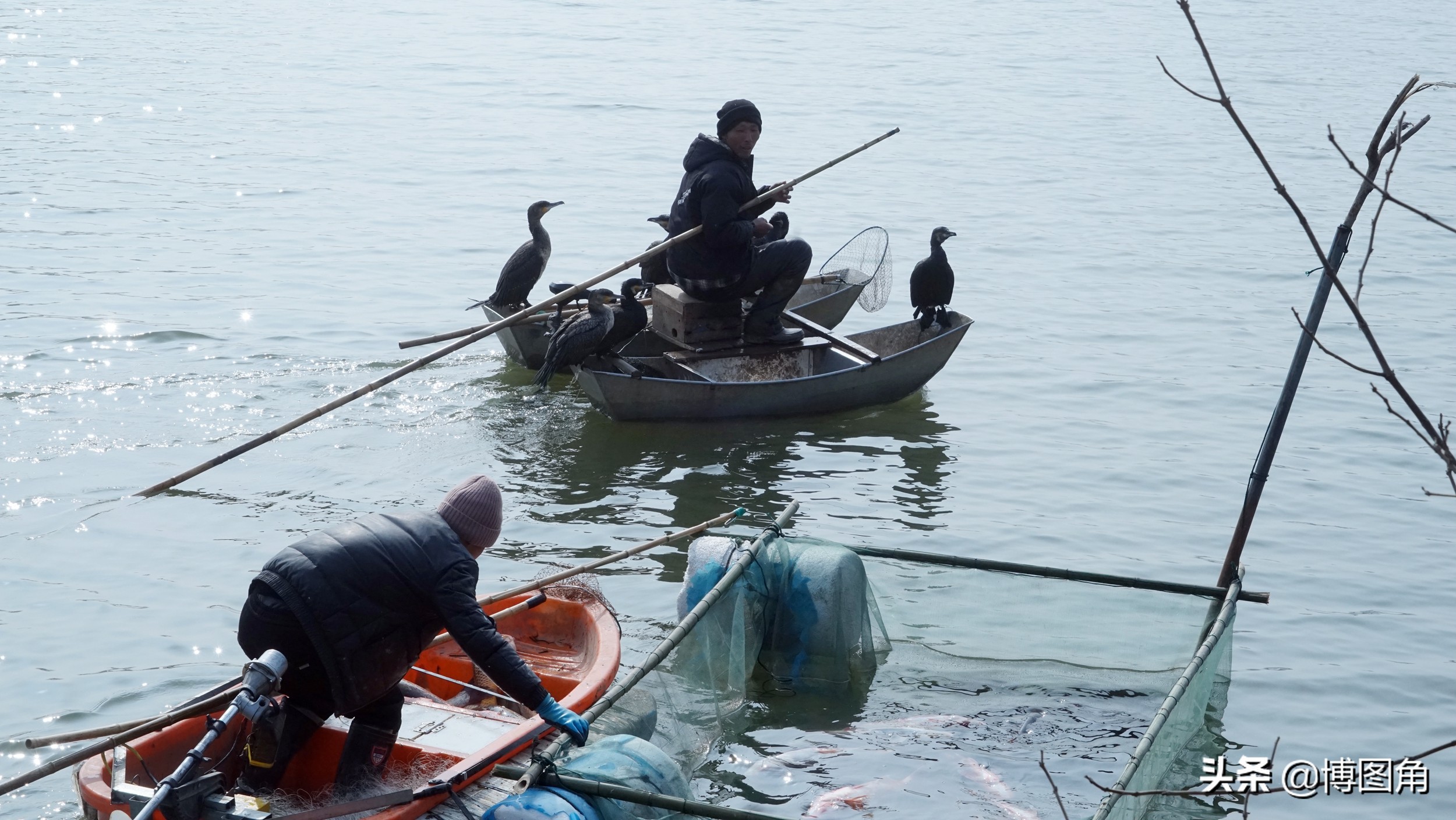 80年代农村鱼鹰捕鱼,渔民与鸬鹚捕鱼图片