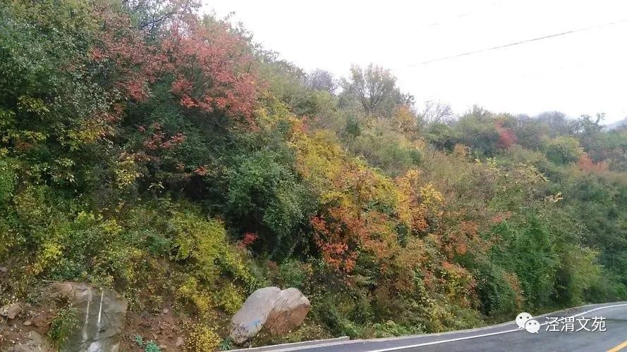 【春游小柴沟】/杨金海