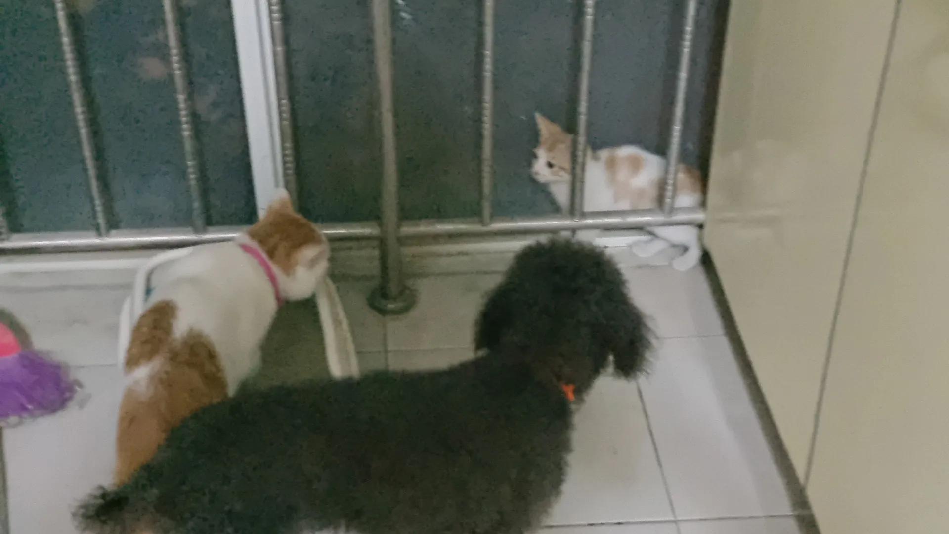 捡了一只小猫怎么养,又捡了一只小野猫怎么办