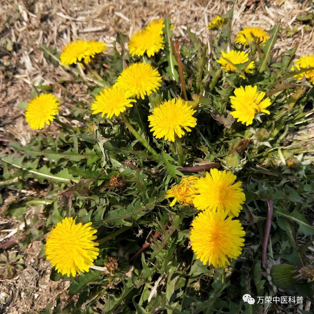 植物幼苗的发展过程详细,植物的幼苗在生长过程中