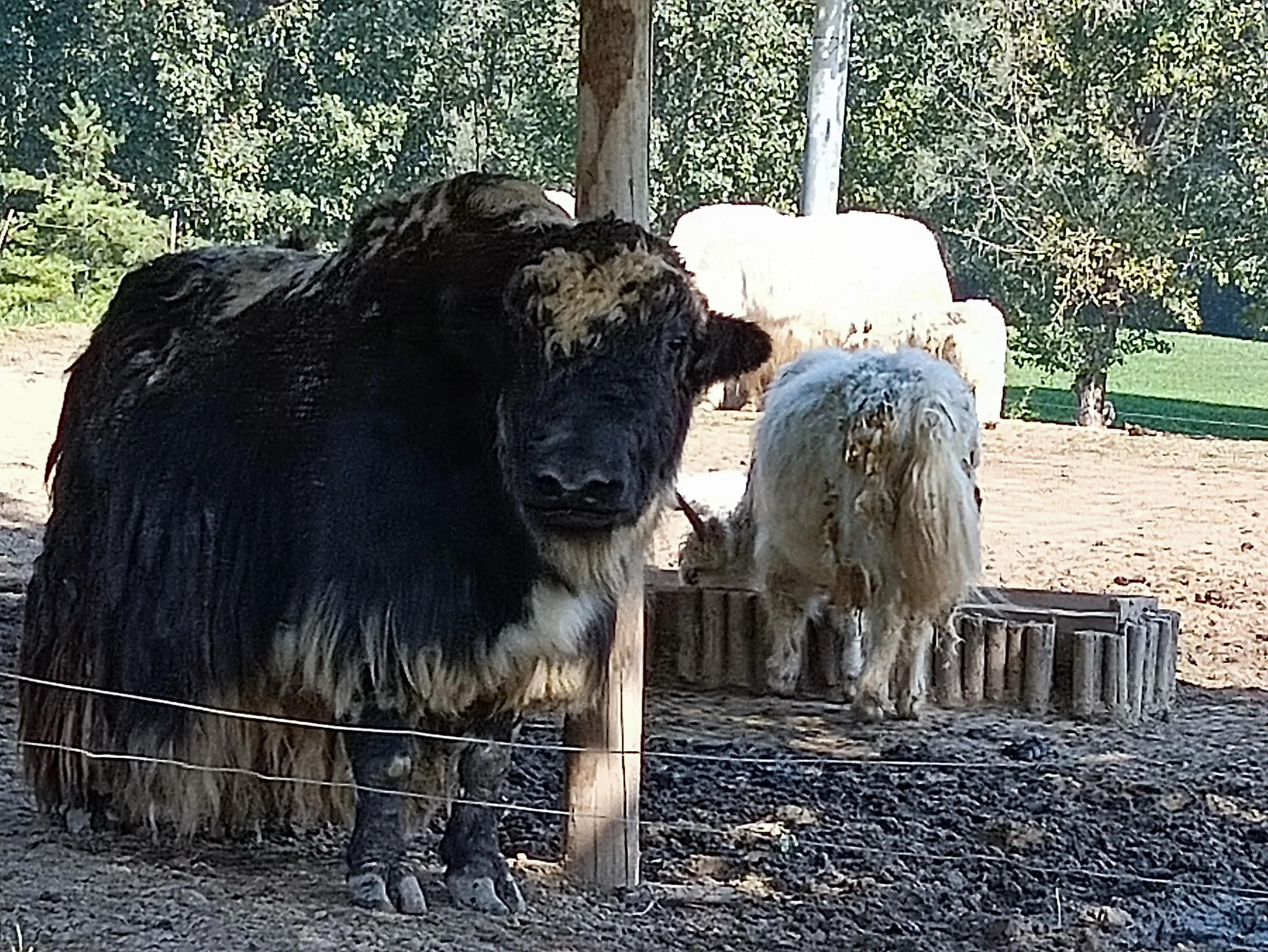 北京动物园和北京野生动物园区别,北京野生动物园狗妈妈和老虎狮子