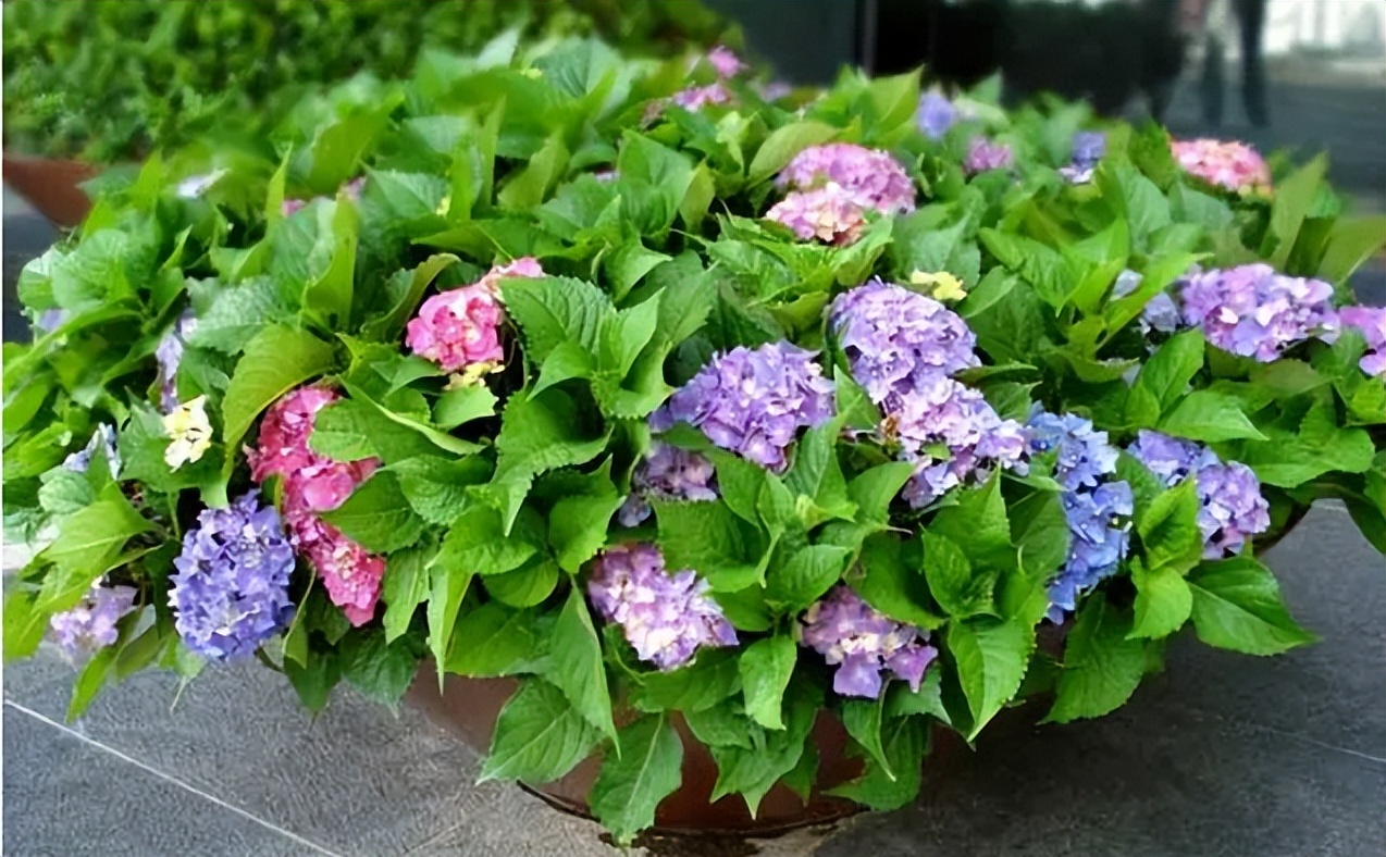 十大适合懒人种植的花,适合家庭种植的观赏花