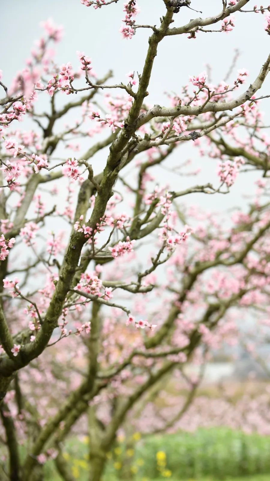 收好这份赏花攻略,春有约花不误一起来赏花