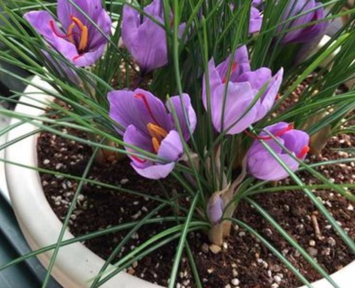 什么种球适合冬天开花,适合冬季种植的种球花卉