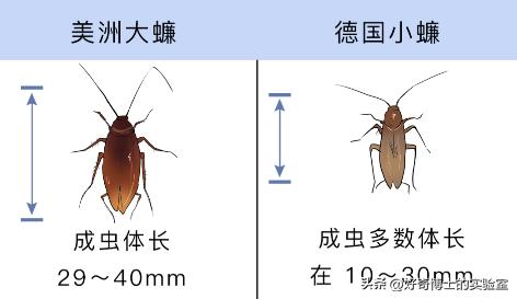在家里发现小黑颗粒是虫卵吗,墙上有虫卵很小颗粒