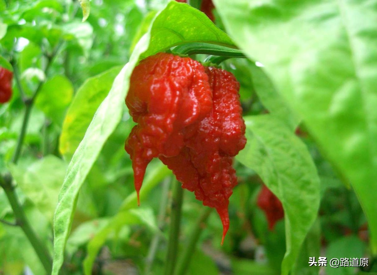 辣死一头牛的辣椒,挑战吃最辣的五种辣椒