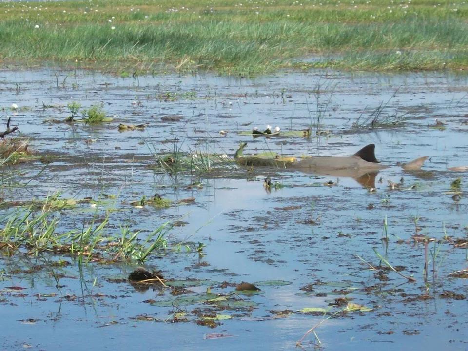 鳄鱼鲨鱼鲸鱼谁最厉害,鲨鱼和鳄鱼大战谁最厉害