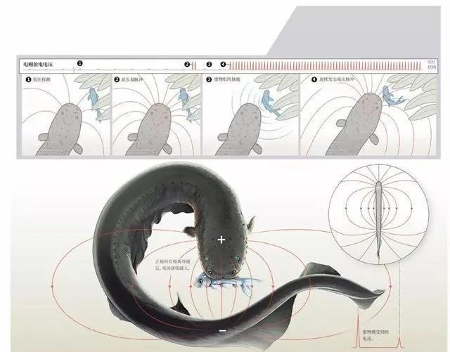 新能源电池突破也许还要靠它，地球上最会用电的动物-电鳗