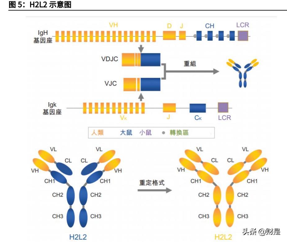 和铂医药是国企吗,和铂医药深度分析