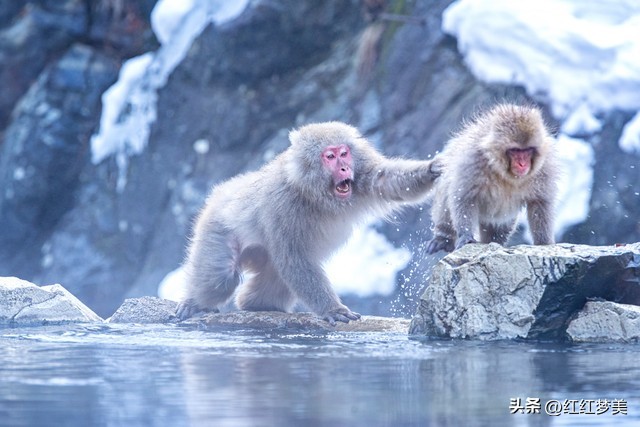 生肖猴喜欢和谁在一起,生肖猴最在乎的人是什么人