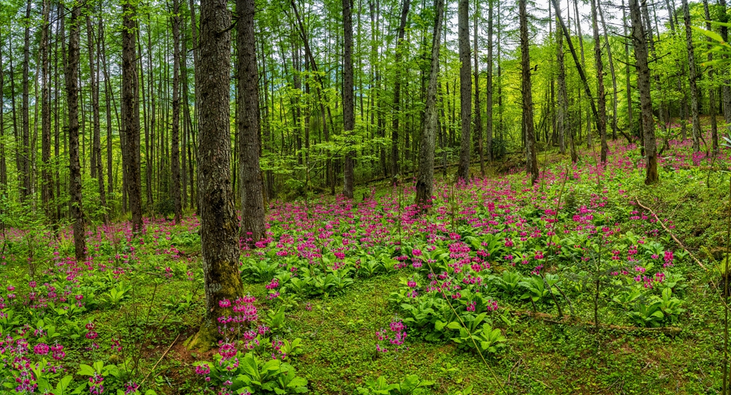 雅安熊猫生态公园地址,雅安芦山熊猫公园