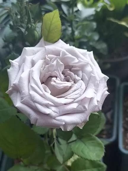 月季品种醉花,月季品种大全及图片欣赏