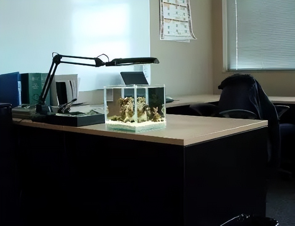 海水珊瑚缸鹦鹉螺,海水缸珊瑚视频大全