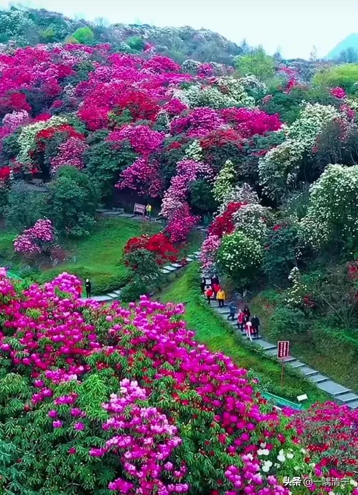 散文春天的花开,诗意的春天散文欣赏