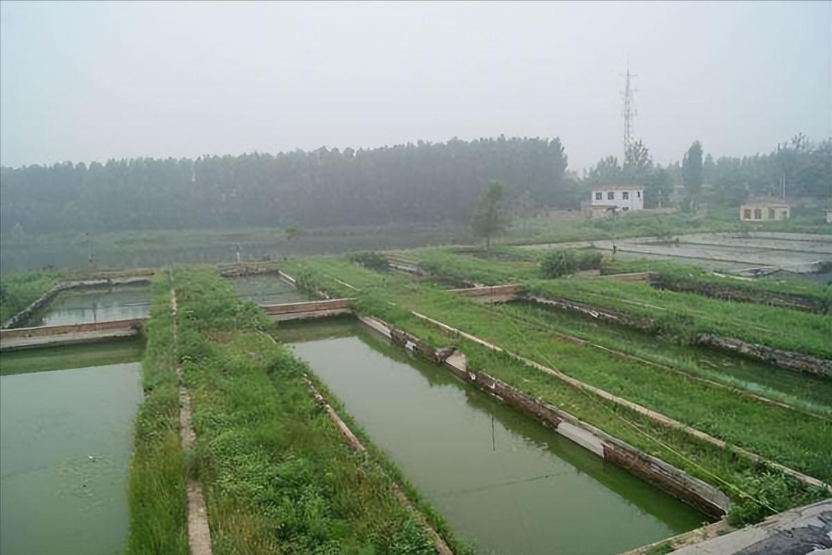 山东老板放弃千万生意,回乡给泥鳅建别墅,年销达1600万