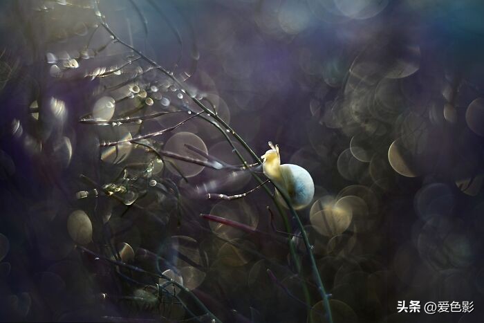 光影斑驳中，长笑蜗牛戴屋行