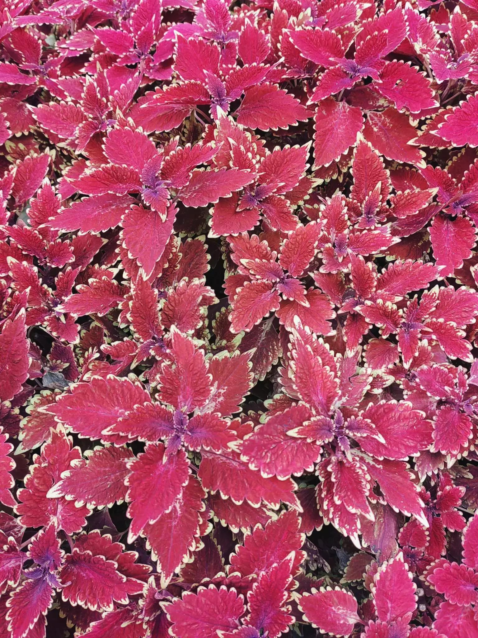 认识各种花的花名,认识各种花的名称