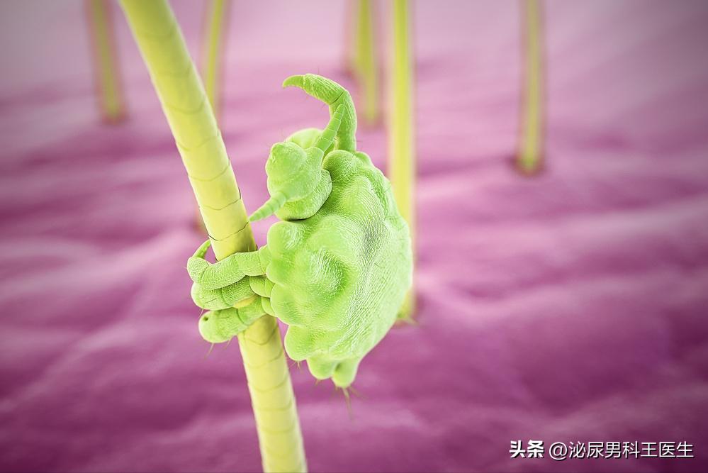 阴虱是什么?为什么现在很多人得阴虱?离不开2个传播途径