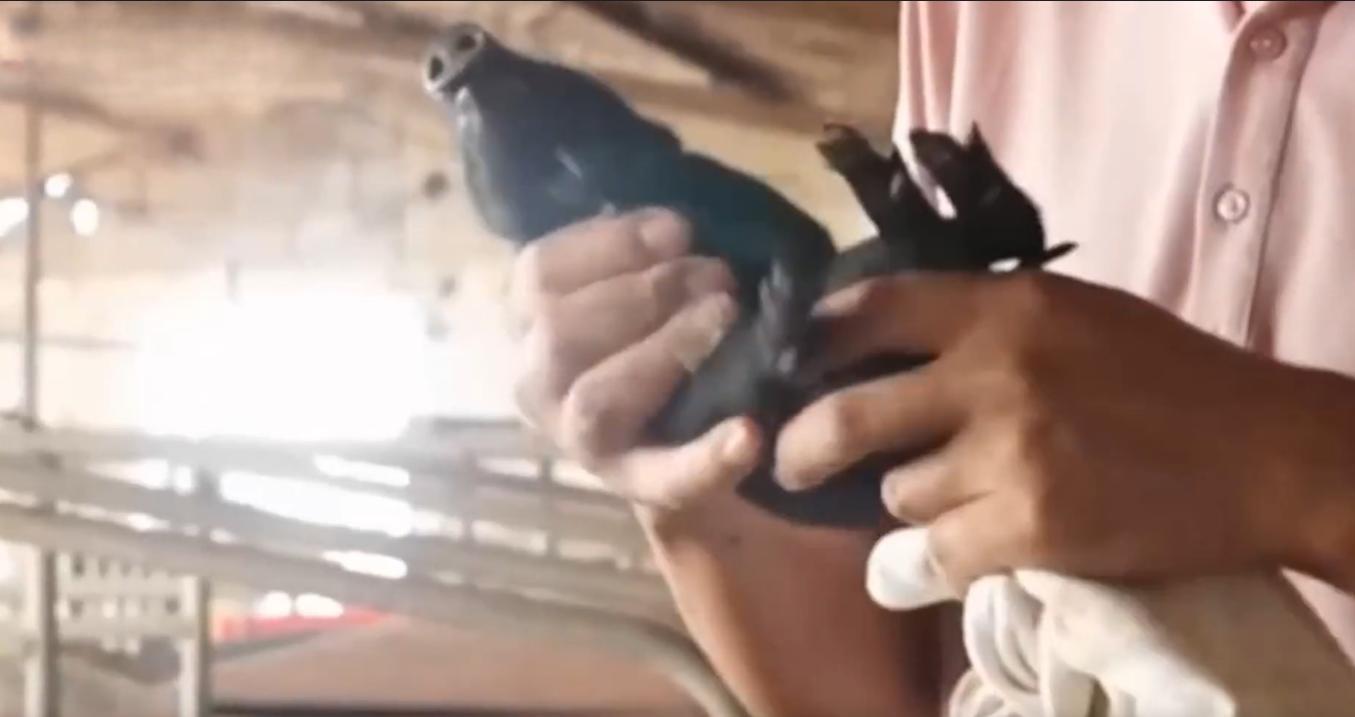 80后小伙回乡养猪发大财,80后小伙创业养猪