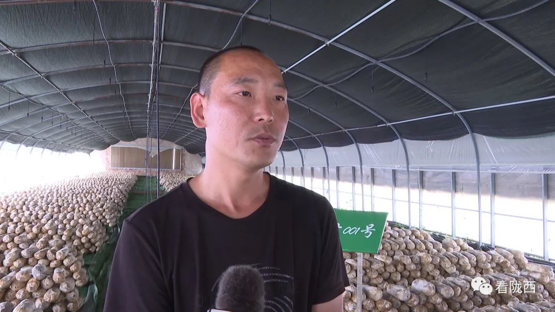 灵芝产业走出乡村振兴新路子,乡村振兴灵芝种植视频报道