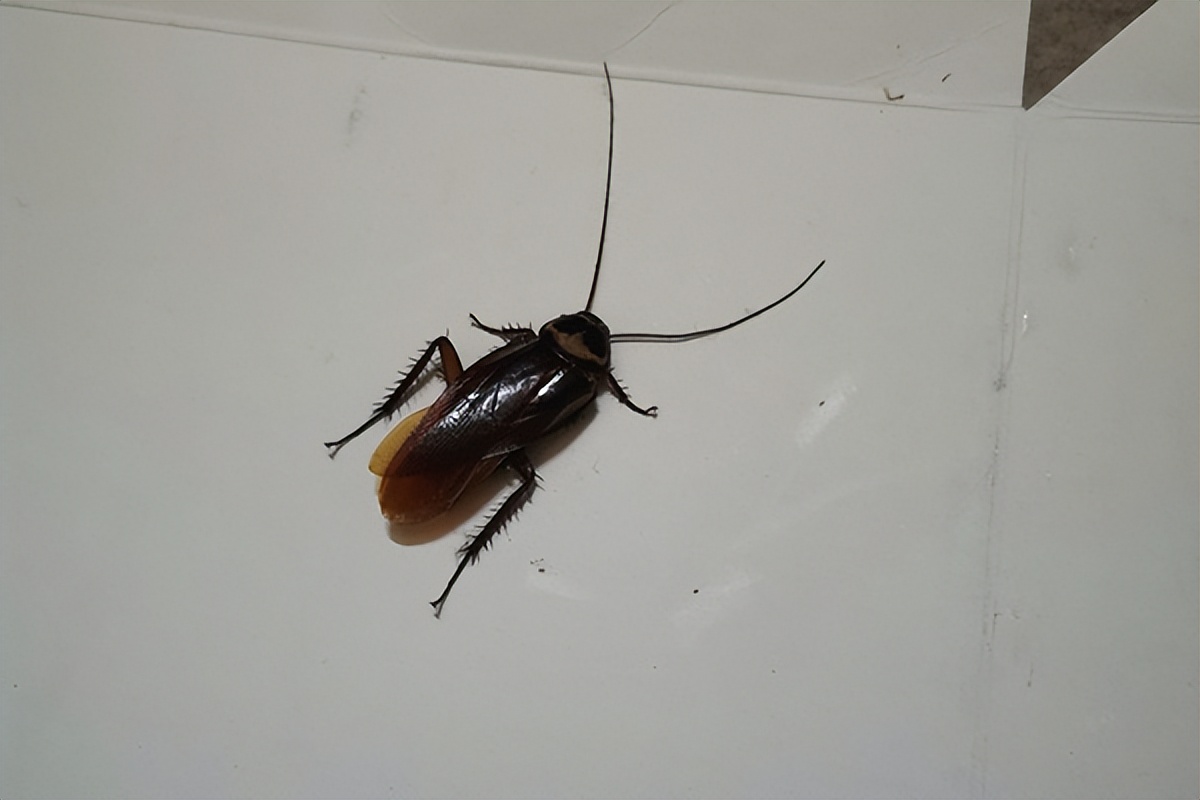 教你一招家里没有蟑螂的好办法,家里怎么就没有蟑螂小妙招