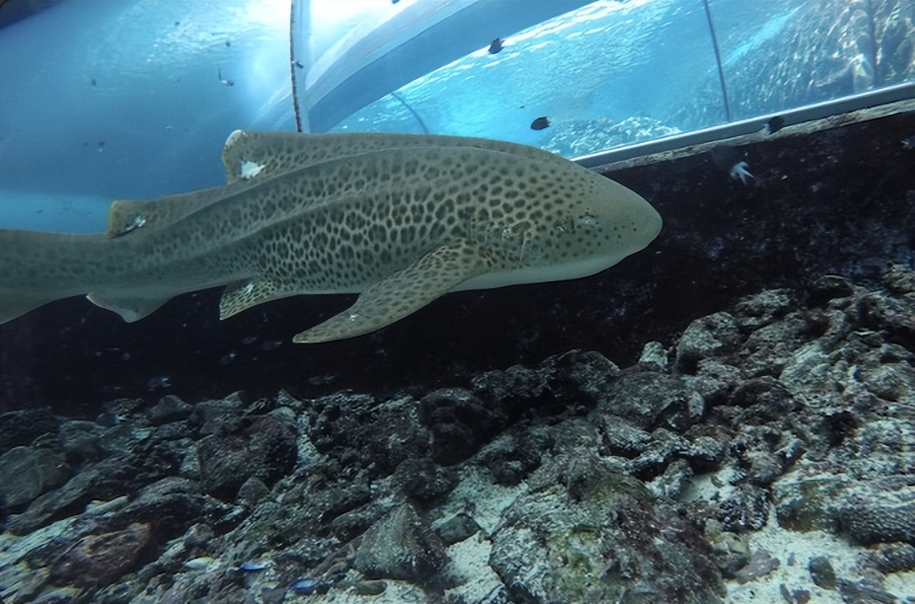 科学家记录鳄鱼首次孤雌生殖,美国雌性鳄鱼